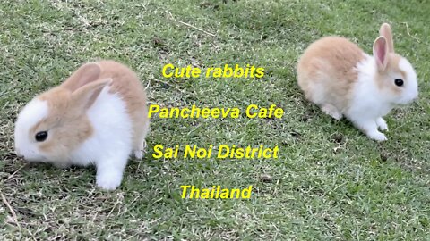 Cute rabbits at Pancheeva cafe in Sai Noi district Thailand