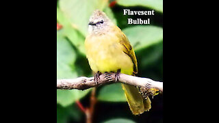 Flavescent Bulbul bird video