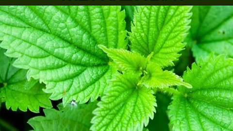 Discover all the health benefits of nettle