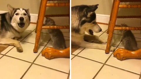 Siberian Husky being disturbed by the kitten under the chair