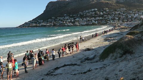 SOUTH AFRICA - Cape Town - Buffel the Southern Elephant seal on Fish Hoek Beach (ARX)