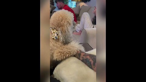 Michael Bisping’s dog is a traitor