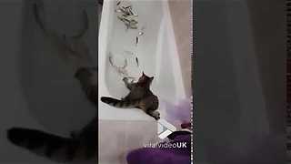 Cat V Fish in a Bath || Viral Video UK