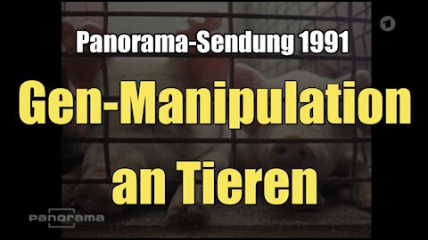 Gen-Manipulation an Tieren (ARD I Panorama I 14.05.1991)