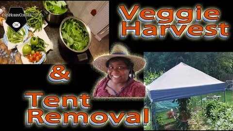Canopy Removed & Veggie Harvest