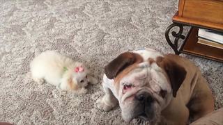 Little Dog Wants Her Canine Friend’s Attention