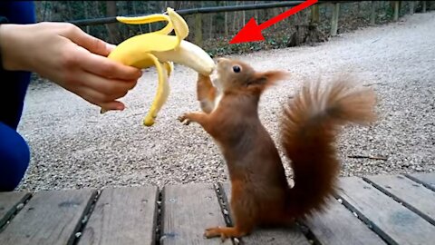 HUNGRY SQUIRREL EATING BANANA SO CUTE