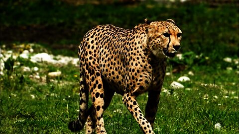 Cheetah/Wild Cheetah Video Compilation/Cheeta/4K HD Videos/Cheetah Video Collection