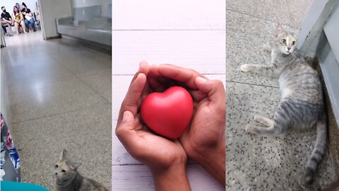 Gato fofo chega em UPA para dar amor a paciente com COVID-19