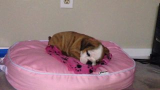 "Adorable English Bulldog Puppy Rolls Out Of Her Bed"
