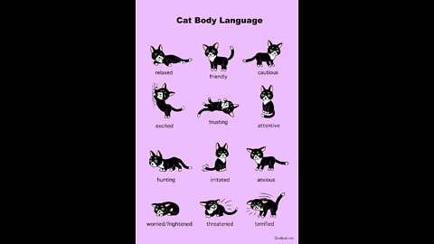 HOW TO UNDERSTAND YOUR CAT BETTER