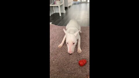 Dog does zoomies and goes dizzy!