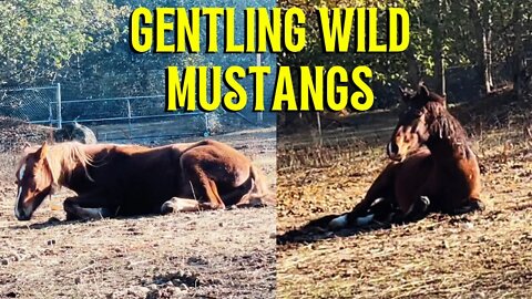 Gentling Mustangs: Building Trust Around Humans ❤️