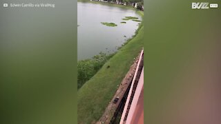 Raccoon only just escapes crocodile attack!
