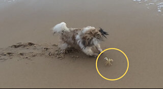 Epic fight between dog and crab
