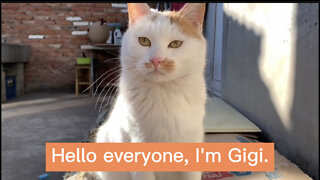 Put a camera on the cat to record how happy the cat is in a day