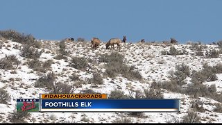foothills elk