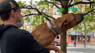 Dog loves to play with tree branches