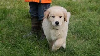 Boy gives a paws up to puppy struggling with sofa