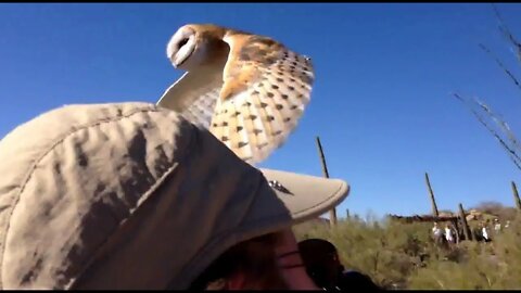 Owl Attack at the Arizona Sonoran Desert Museum