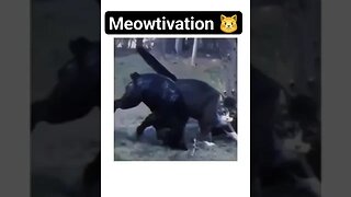 Meowtivation