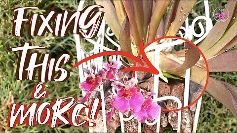 Tolumnia Orchid New Growth Rescue | Tetratonia Dark Prince Media Change #ninjaorchids