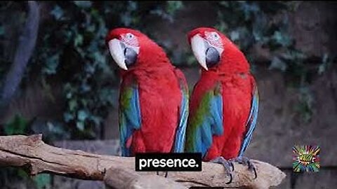 10 Interesting Scarlet 🦜 Macaw facts #birds #scarletmacaw #beautifulbirds