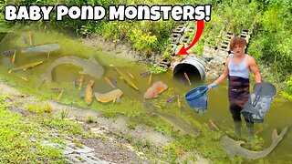 I Caught Baby POND MONSTERS For My AQUARIUM!