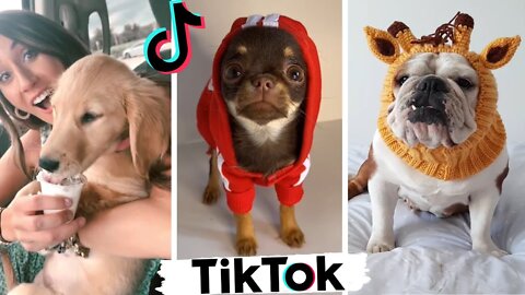 Cute Puppies of TikTok ~ Dogs Doing Funny Things Compilation