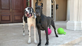 Great Danes Celebrate Gotcha Adopted Day With Sharing And Caring