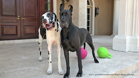Great Danes Celebrate Gotcha Adopted Day With Sharing And Caring