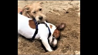 Jack Russell is a digging machine at the beach