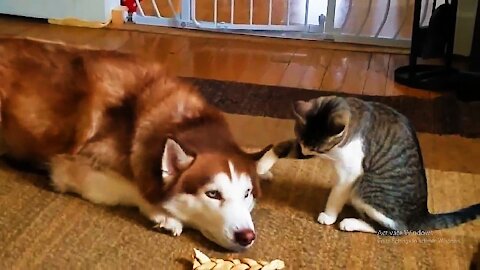 Cat Annoying Dog, Funny Video!