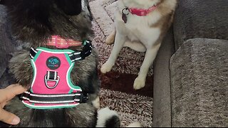 PHOEPET Reflective No Pull Dog Harness