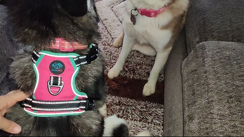 PHOEPET Reflective No Pull Dog Harness