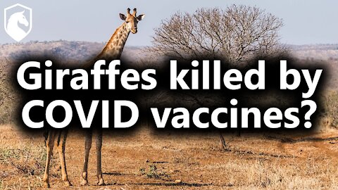 DarkHorse Podcast Clip - 3 giraffes die weeks after experimental COVID vaccine