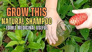 Why You Should Grow Awapuhi “Shampoo” Ginger