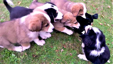 Berner puppies have adorable fight over new stuffed toy