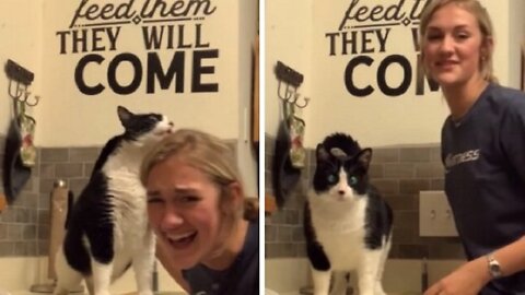 Cat begs to have his back scratched and has the most hilarious reaction