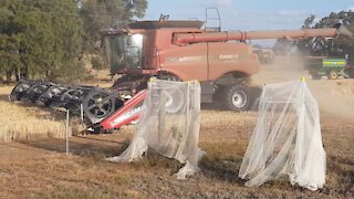 Alanvale barley harvest 2021
