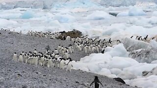 Vidéo en accéléré d'une colonie de pingouins en migration