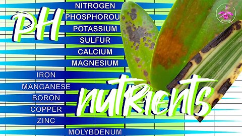 🎤pH relationship to Nutrient Absorption for Orchids | All Media Types #ninjaorchids