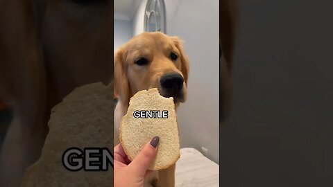 Dog Love to bite bread #ytshorts #shortsfeed #dog #doglover #shortsvideo #dogsofinstagram #tiktok