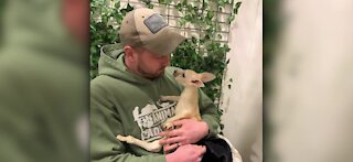 Animal Adventure Park in New York hosts white kangaroo