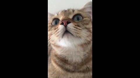 Kitten meowing to attract cats(1080P FHD)