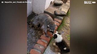 Ce petit chiot joue avec un raton laveur qui prend son bain