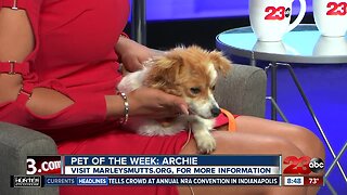 Pet of the Week: One-year-old mix Archie