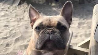 Cão escava na praia à procura da bola de areia