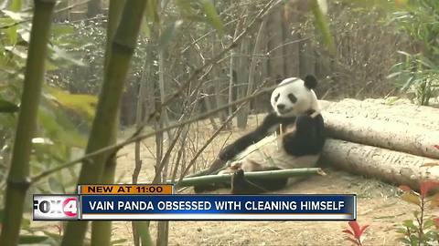 Vain Panda Obsessed with Cleaning Himself