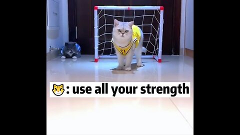 Funny Cute Cat goalkeeper 😅😻😻😸